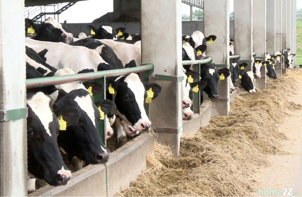 Ferma bovine(mixta)  teren 3000 ha Slobozia