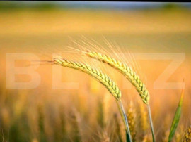 Teren agricol extravilan, 1585 Ha, zona Valea Muresului