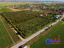 ID 7785 LIVADA SABANGIA DE V&Acirc;NZARE