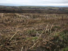 Teren intravilan, 5000 mp, Siret