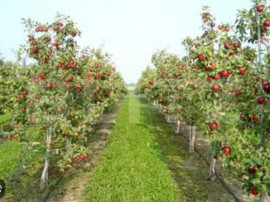 Oportunitate de investiție agricolă&ndash; Livadă de meri pe