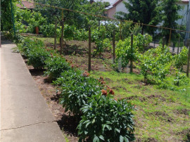 Copou Vila P M Su.165mp Teren 1000mp vecin cu limita Gradina