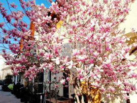 Vilă de v&acirc;nzare &ndash; mobilată și utilată/complex privat