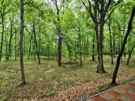 PAULESTI zona lac , zona agrement , teren padure 22500 mp la