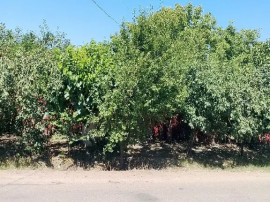 Vand casa locuibilă Izvoarele