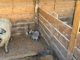 Ferma mica de animale &ndash; porci Mangalita & gaini de curte