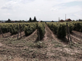 Teren de vanzre in Pitesti 53.000 mp + Conac Boieresc