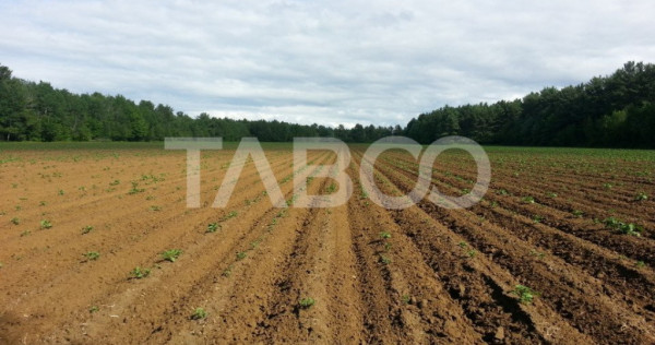 Teren extravilan agricol 12.000 mp utilitati in zona Pianu d