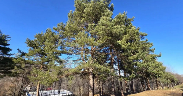 Teren intravilan Cisnadioara