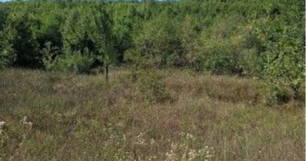 Teren extravilan Sotanga, ID: R2590381