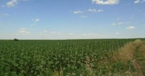 Teren extravilan Caldararu, ID: R2616308