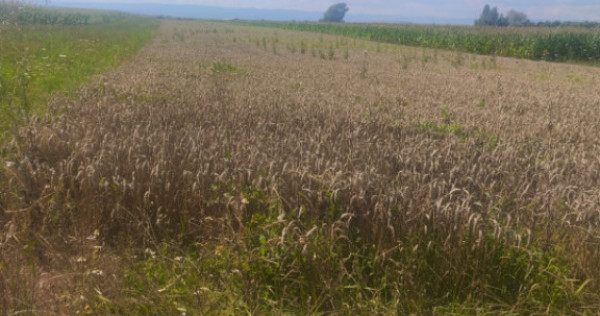 Teren intravilan, 10000mp, zona Maneuti, Radauti