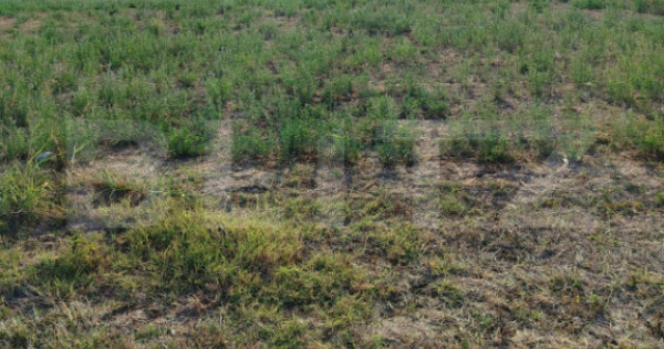 Teren intravilan 2895 mp, Gogosu Dolj