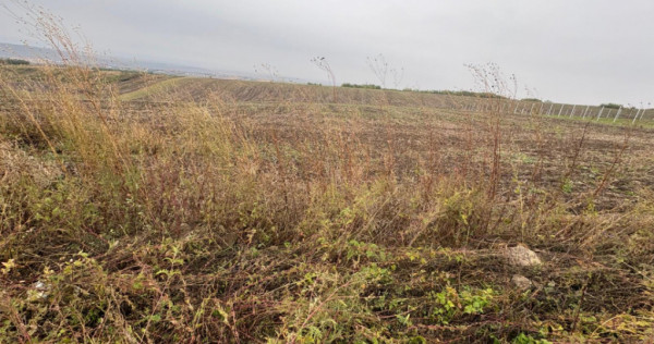 35euro/mp! Valea Lupului! Teren intravilan,28m l,oportunitat