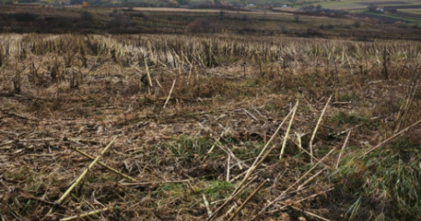 Teren intravilan, 5000 mp, Siret