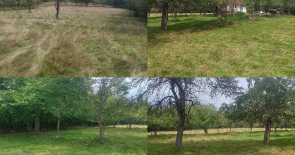 Teren 15826 mp + padure 1 ha