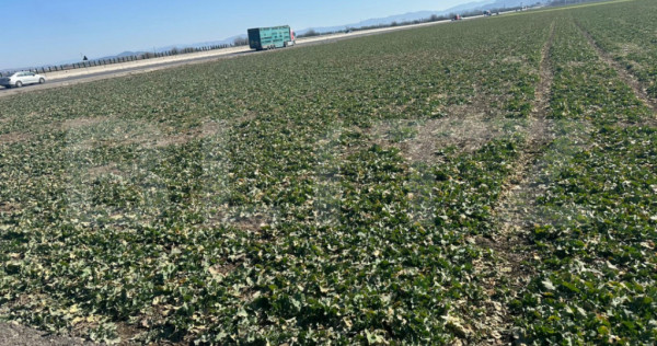 Teren de v&acirc;nzare &ndash; 47.577 mp, Codlea, cu deschidere la DN