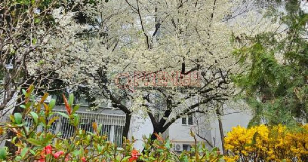 Bulevardul Obregia - Piața Sudului - 3 camere - centrală,