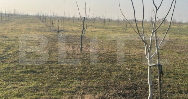 Ferma de nuci - teren agricol, zona Ivesti