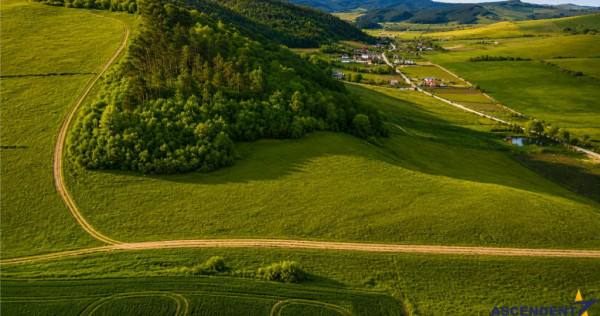 6.000 mp teren granitat de liziera compacta de padure, ecran