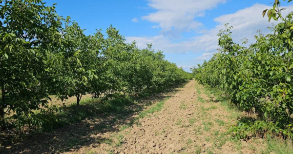 Plantatie de nuci pe rod, 14 ha, 2.000 pomi