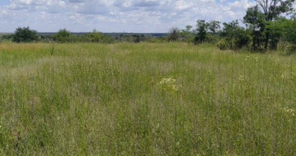 Teren intravilan &ndash; 2.500 mp &ndash; Roșiori de Vede, Teleorman