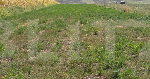 Teren extravilan de vanzare, 5.200 mp, zona Zaicesti