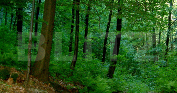 Pădure de v&acirc;nzare, 610.000 mp, zona Nord-Vest