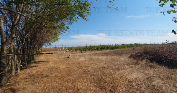 Teren intravilan agricol si teren curti constructii Lot 2 Pa