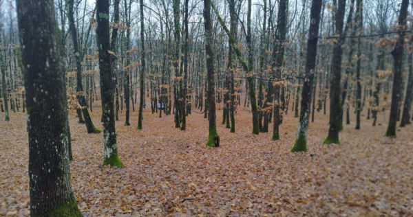Padure Stejar 100 de ani Vechime - Teren - Parcele 230000mp