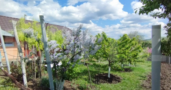 Casa+ casa vacanta, 2200 mp livada, Schitu-Duca