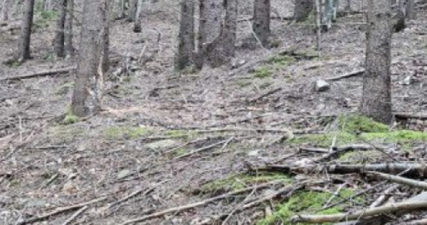 De vanzare pădure de molid, 50 de ani, 17.500 mp, zona Mol