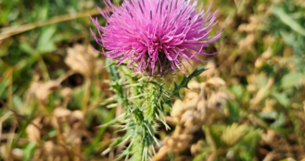 Teren 452 mp cu autorizatie constructie situat in Apahida