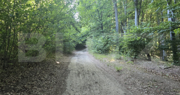 Teren la liziera padurii Faget