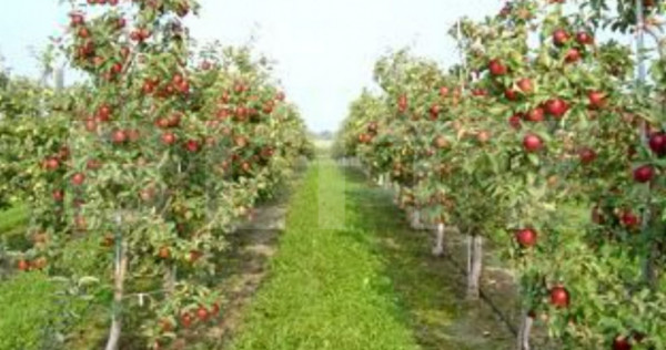 Oportunitate de investiție agricolă&ndash; Livadă de meri pe
