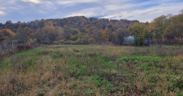 Teren intravilan, 4967 mp, utilități, sat Rasova, Băleș