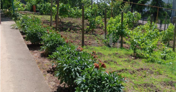 Copou Vila P M Su.165mp Teren 1000mp vecin cu limita Gradina