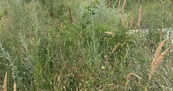 TEREN VIDRA BERCENI 307 MP