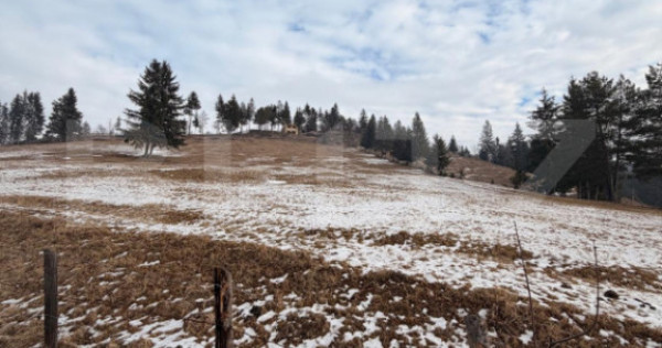 Teren extravilan 8290 mp, Front 50ml - Sadova - Panorama Buc