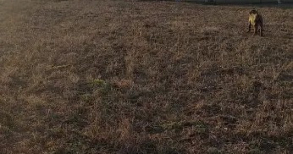 Proprietate deosebită de v&acirc;nzare &icirc;n Păscoaia