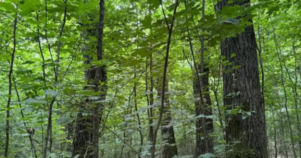 Pădure stejar 2,71 ha &ndash; v&acirc;nzare urgentă / ofertă cumpărare