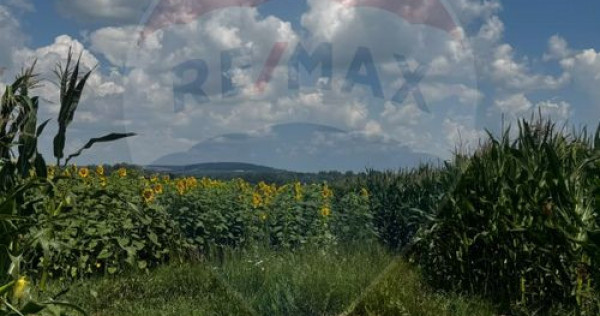Teren 6,000mp Costana / DN 178A