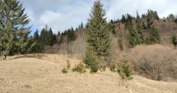 Teren de vanzare Bucovina 7649 mp