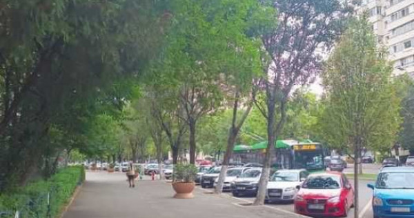 Piata sudului obregia confort 2