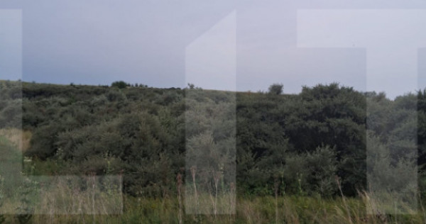 Teren extravilan, plantație de cătină 17.300 mp, comuna U