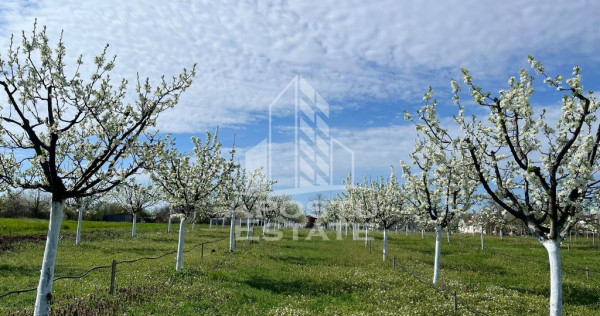 Teren + livada productiva | Constructie intabulata| Sanmartinu Sarbesc