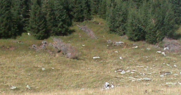 Munte - Gol alpin si Padure - 250 ha