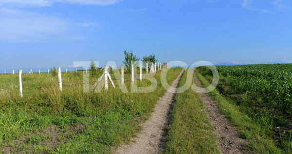 Teren 5000 mp in apropiere de case in Sura Mica - pretabil i