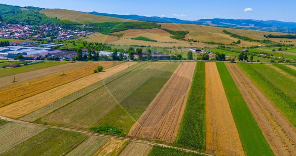 Teren/ Plantatie cu Trandafiri de Damasc 7,000mp Teliu - ...