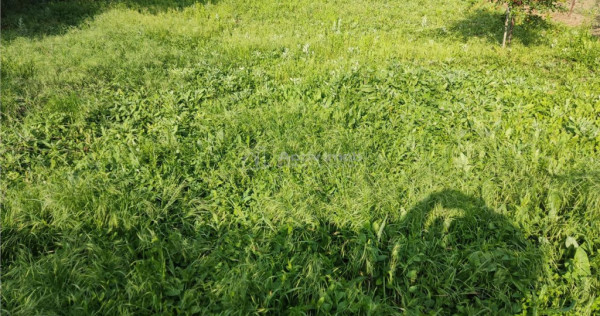 Loturi teren -Mihailesti Giurgiu-Pozitie centrala